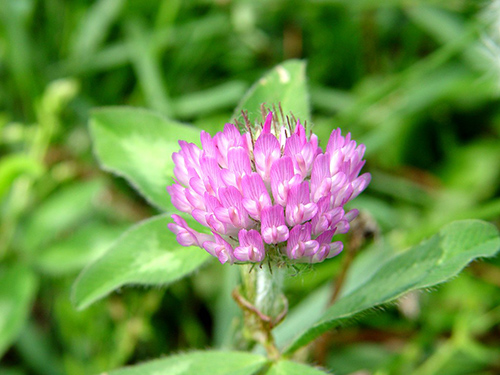 wild clover nutrition