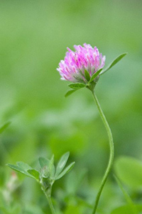 wild clover plant