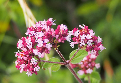 wild marjoram benefits