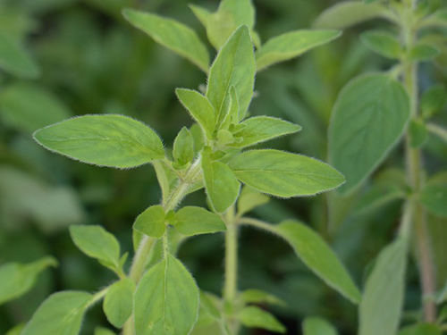 wild marjoram uses