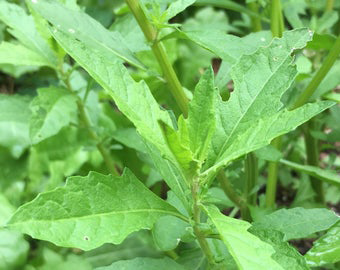 wormseed plant health benefits