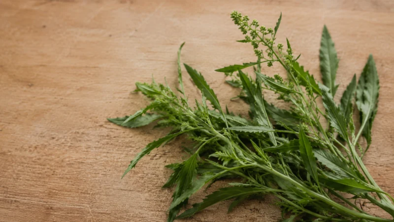 Fresh wormseed plant leaves and flowering stem on a wooden cutting board.
