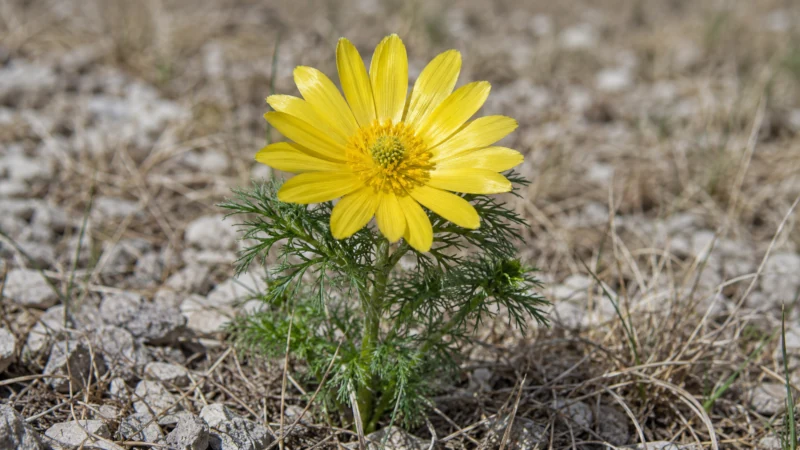 Yellow adonis (Adonis vernalis) in flower, showing bright yellow petals and finely divided feathery leaves.
