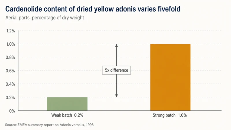 Bar chart comparing weak and strong batches of dried yellow adonis, showing cardenolide content ranging from 0.2 to 1.0 percent of dry weight.