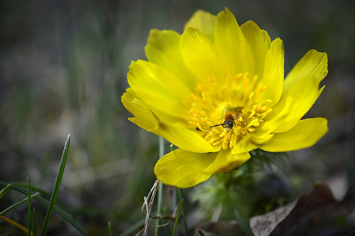 yellow adonis flower