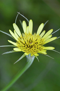 yellow goat's beard medicinal uses