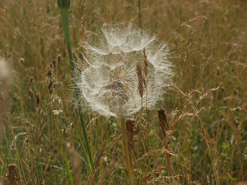 yellow salsify seeds