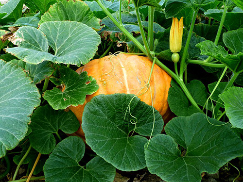 Pumpkin plant medicinal uses