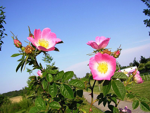 Sweet Briar Rose benefits