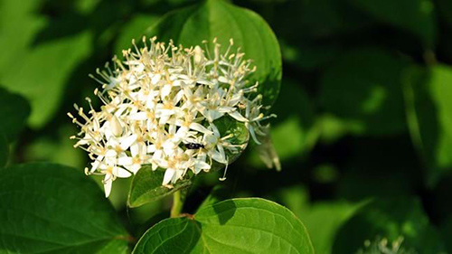 alder buckthorn flowers