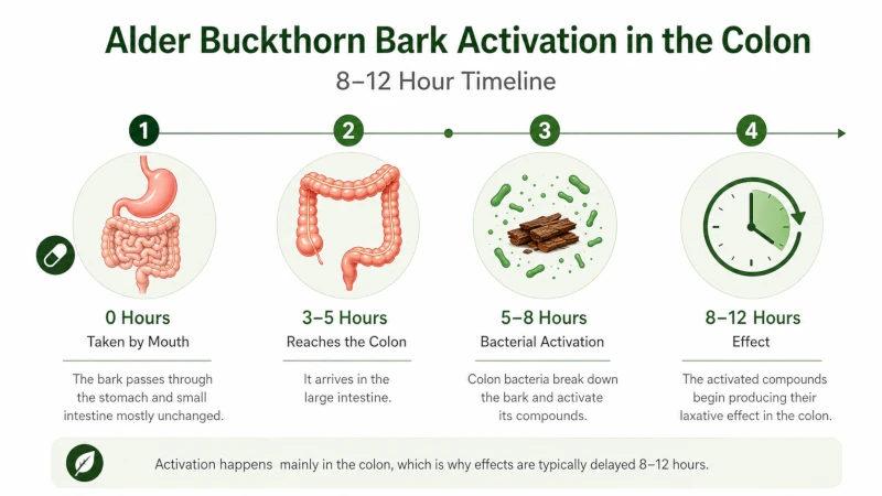 Timeline showing how alder buckthorn bark is activated in the colon over 8 to 12 hours.