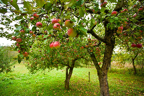 apple trees