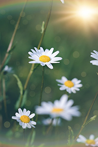 bellis perennis flower extract in skin care