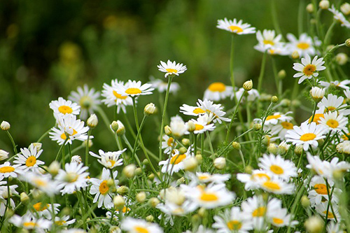 Unlock The Secrets Of The Wild Daisy Flower: Top 10 Health Benefits ...