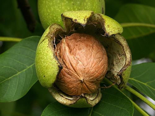 benefits of walnuts for skin