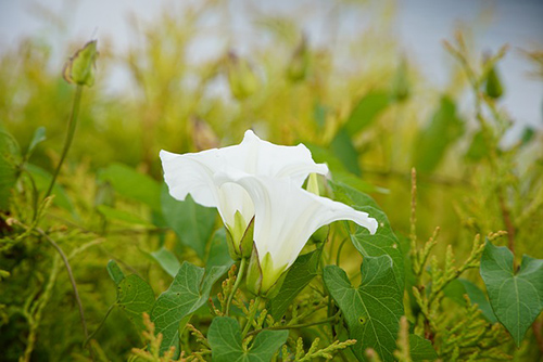 hedge bindweed plant health benefits