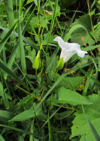 bindweed herbal medicine