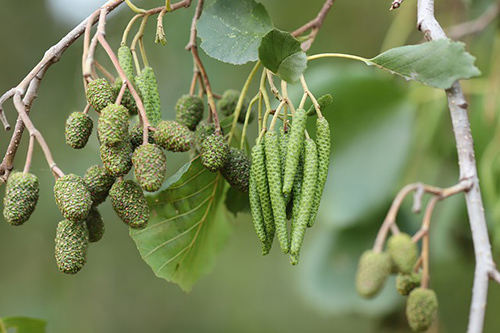 black alder tree medicinal uses