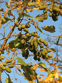 black alder tree pictures