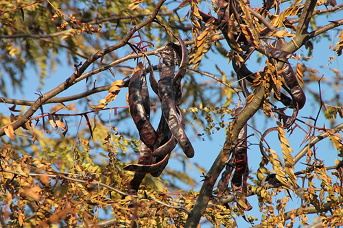 black carob tree health benefits