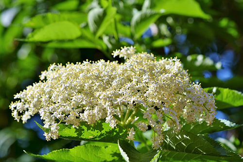 black elder plant