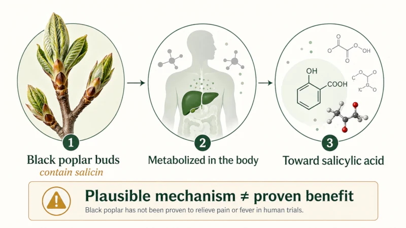 Diagram showing salicin from black poplar buds being metabolized toward salicylic acid