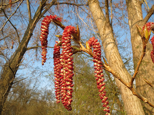 black poplar tree buds