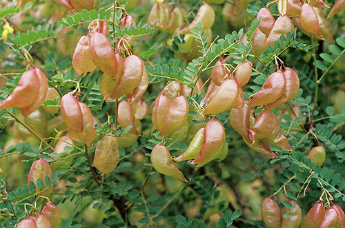 bladder senna plant health benefits