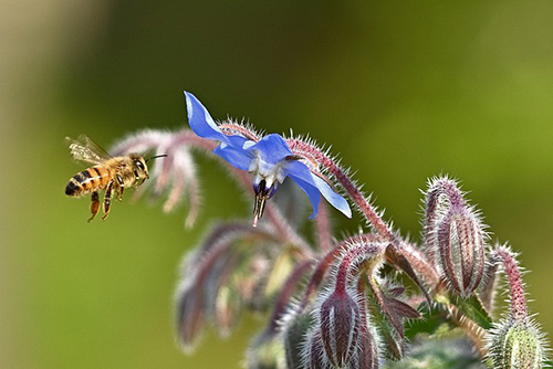 borage plant benefits for skin