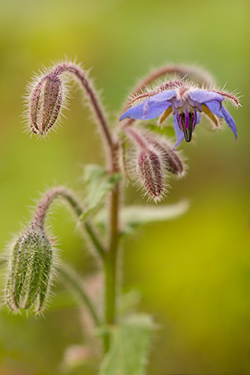 borage supplement