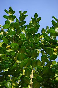 boxwood plant uses