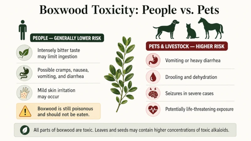 Comparison chart showing generally lower boxwood poisoning risk for humans and higher risk for dogs, cats, and horses.