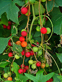 bryony herb