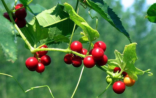 wild hops plant berries