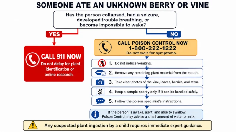 Decision chart showing when to call 911 versus Poison Control after eating an unknown berry