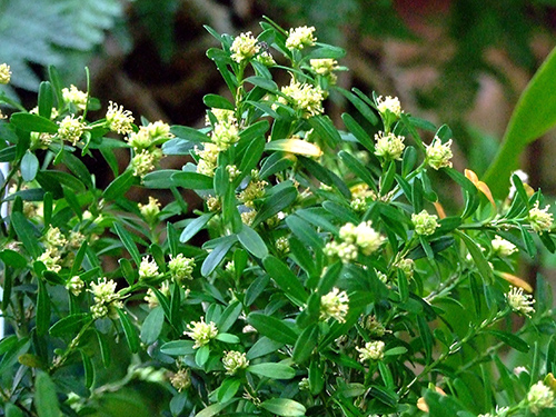 buxus sempervirens medicinal uses