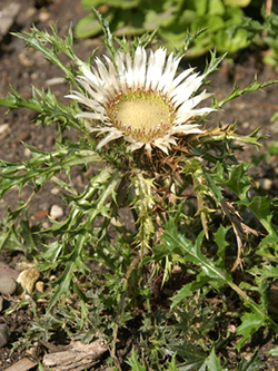 thistle plant