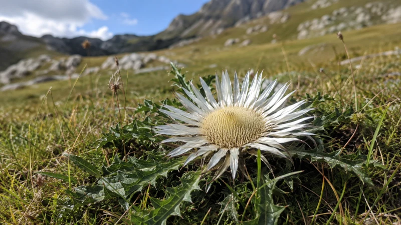 Stemless carline thistle (Carlina acaulis) growing flat in an alpine meadow with a wide silvery flower head.