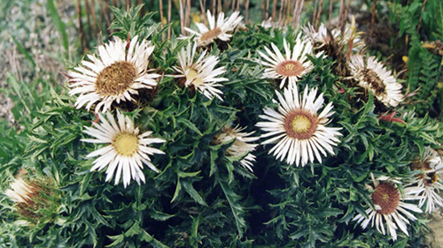 carline thistle root benefits