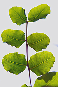 Carob tree leaves