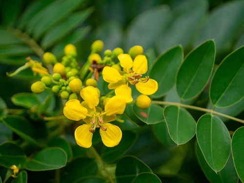 cassia angustifolia benefits