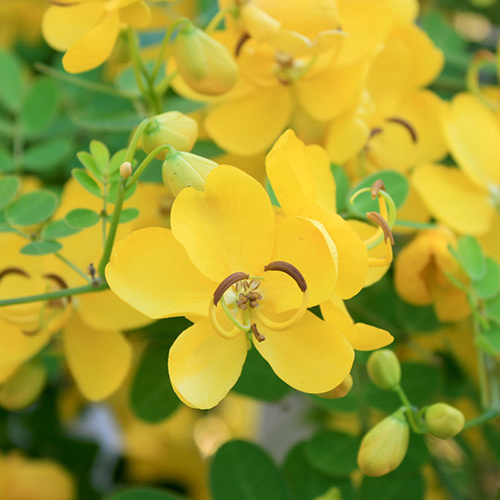 cassia flowers