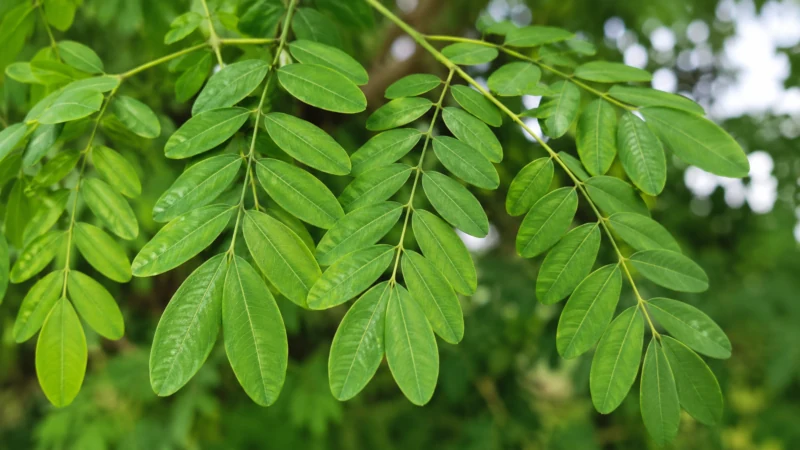 Green pinnate leaves of the Cassia fistula tree
