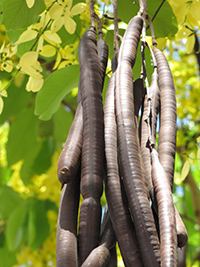 cassia fistula fruit