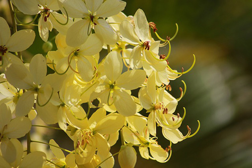 cassia fistula leaves