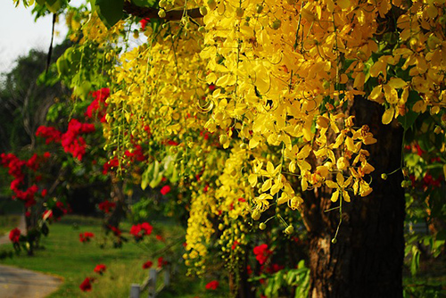 cassia fistula tree medicinal uses