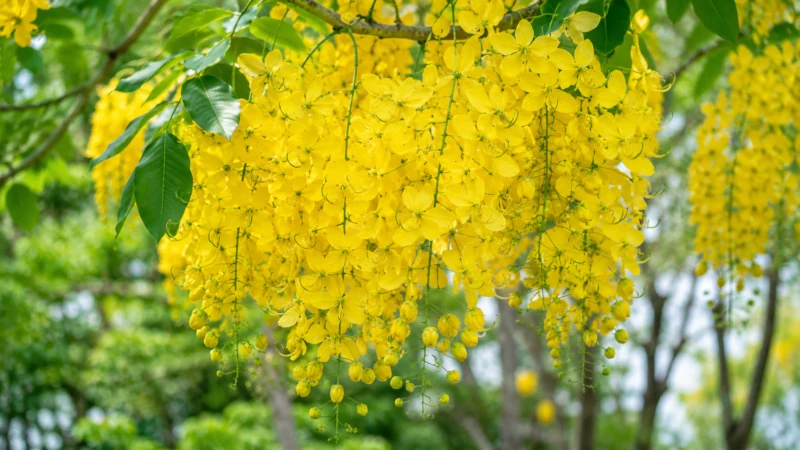 Close-up of yellow Cassia fistula flowers growing in hanging clusters