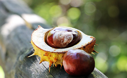 chestnut nutrition facts