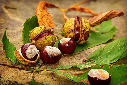 chestnut tree benefits and side effects