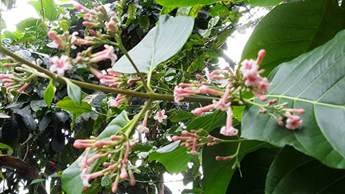 cinchona flower benefits